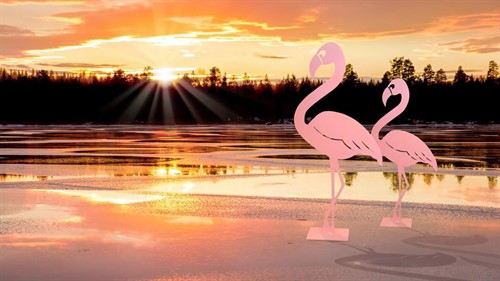 Flamingo by the lake